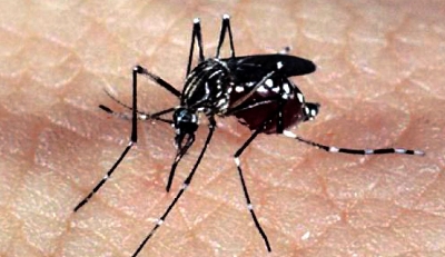 Rio Preto confirma 1.759 casos de dengue no primeiro bimestre de 2024 - 