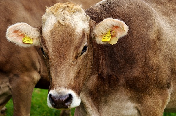 Nos EUA, pessoa no Texas é infectada por vírus H5N1 após contato com vacas leiteiras - 