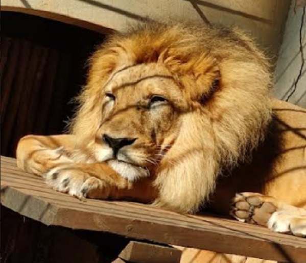 Morre Sultão, o leão idoso do Zoológico de Rio Preto  - 