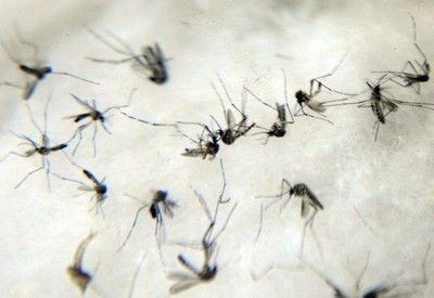 Governo de SP cria Centro de Operações de Emergências (COE) e anuncia novas medidas para combate à dengue - 