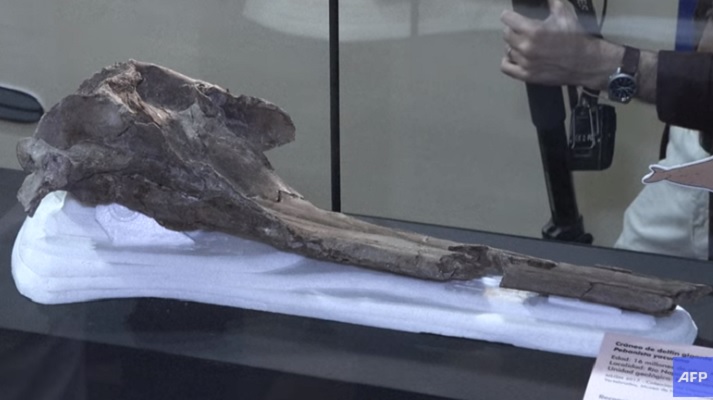 Pesquisadores encontram crânio de golfinho gigante na Amazônia - 